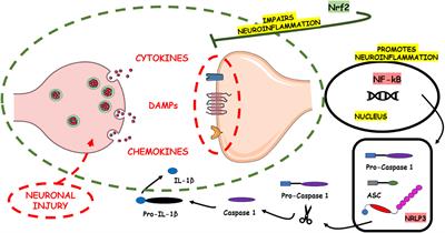 Immunological dimensions of neuroinflammation and microglial activation: exploring innovative immunomodulatory approaches to mitigate neuroinflammatory progression